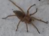 Drassodes sp.